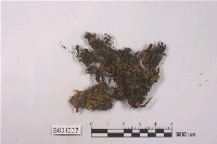 藏品(柔葉異萼蘚)的圖片